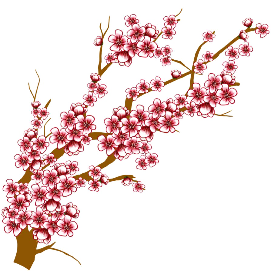 Fond Transparent cerise en fleurs japonais
