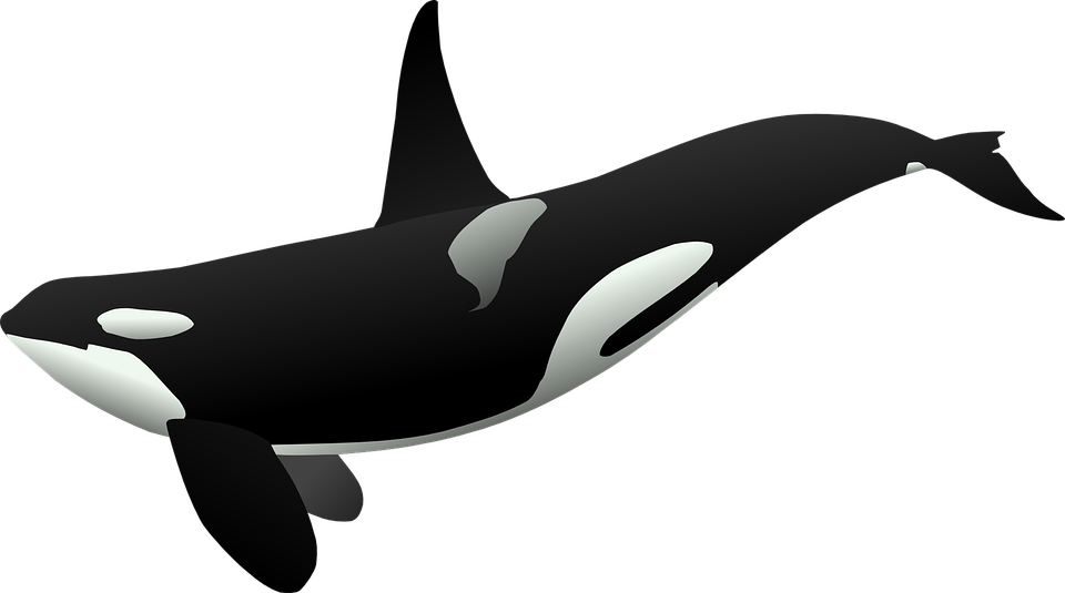 Fond de baleine tueur PNG