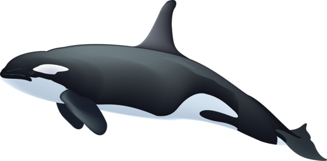 Killer Whale PNG Image