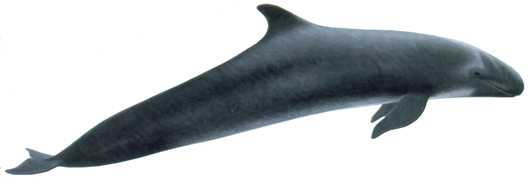 Tuer Whale PNG Picture