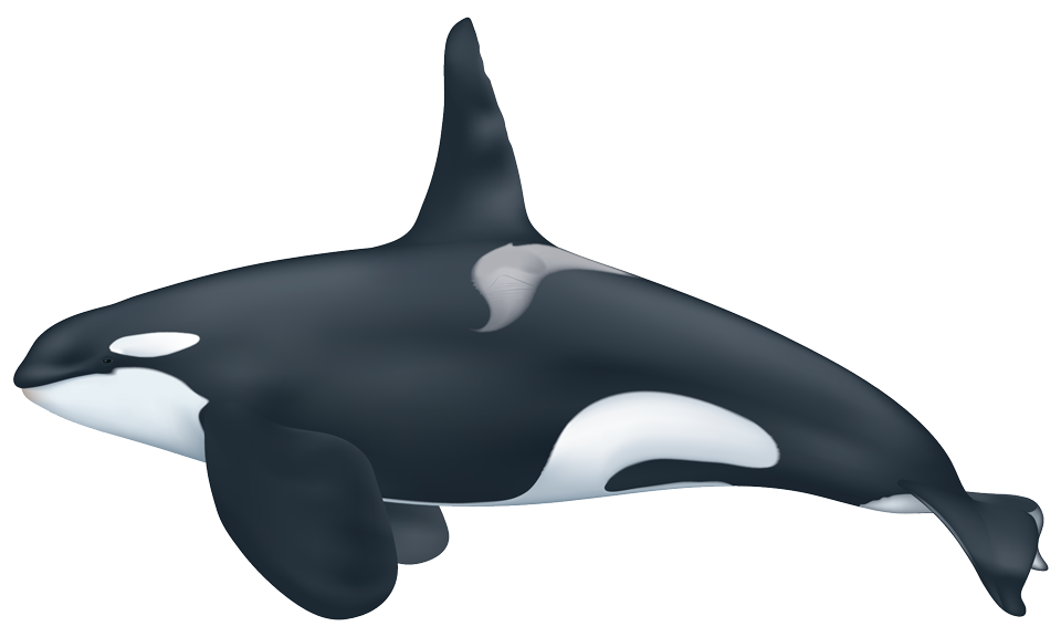 Tuer Whale PNG Transparent HD Photo
