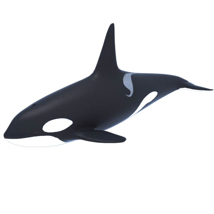 Killer whale PNG Image Transparente