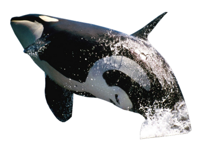 Fond Transparent de baleine tueur