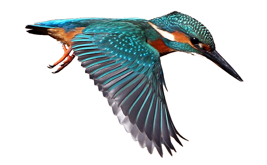 Kingfisher Background PNG