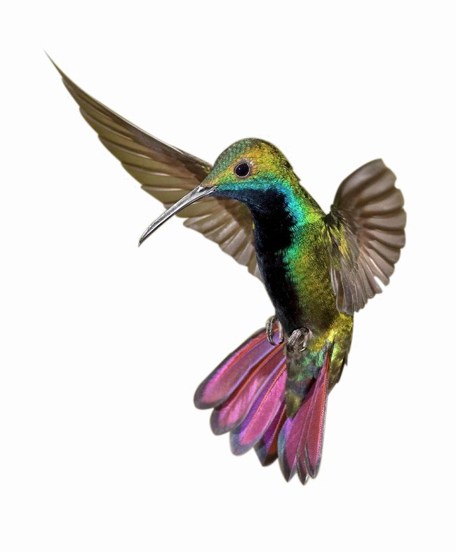 Kingfisher PNG Clipart