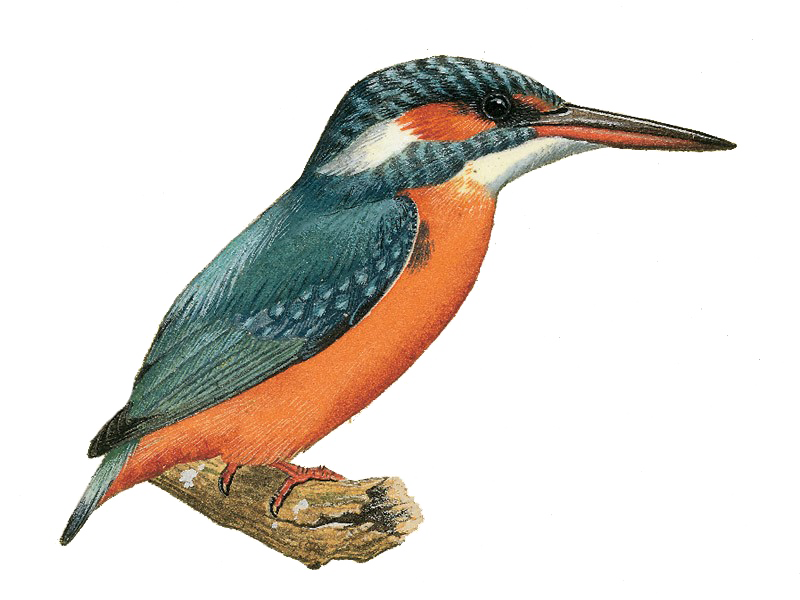 Kingfisher PNG File
