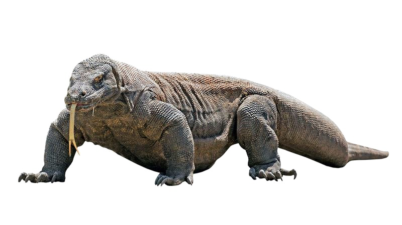 Komodo dragon PNG Image Transparente