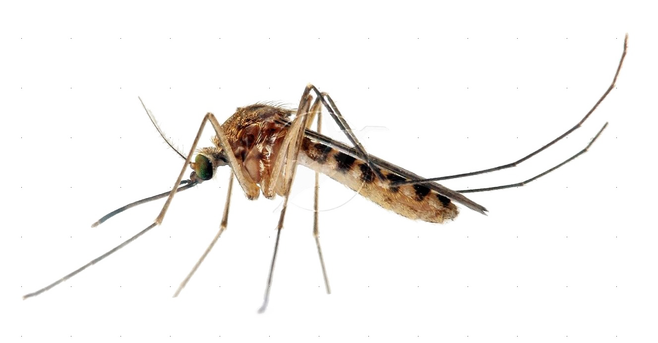 Mosquito Transparent Images PNG