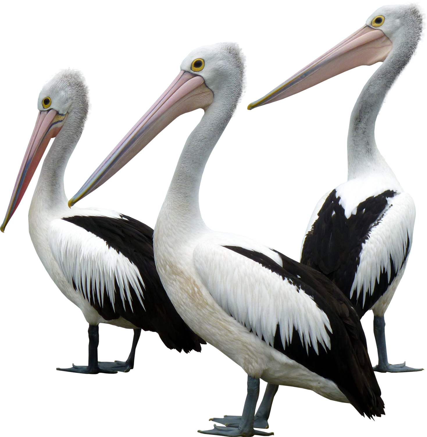 Ocean Birds Background PNG
