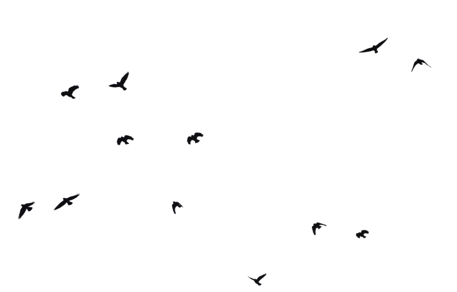 Ocean Vögel PNG Clipart