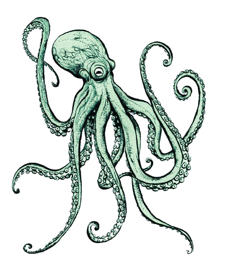 Octopus PNG File