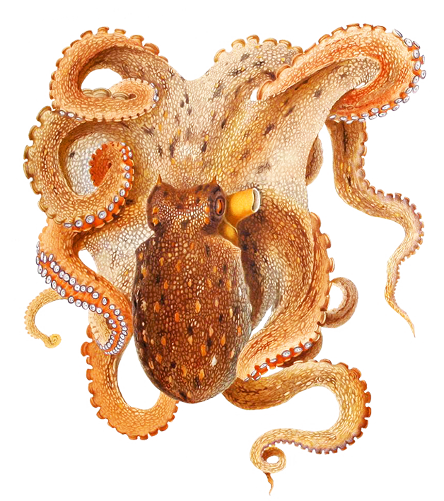 Octopus PNG Image