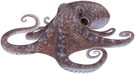 PT Octopus PNG Fotos
