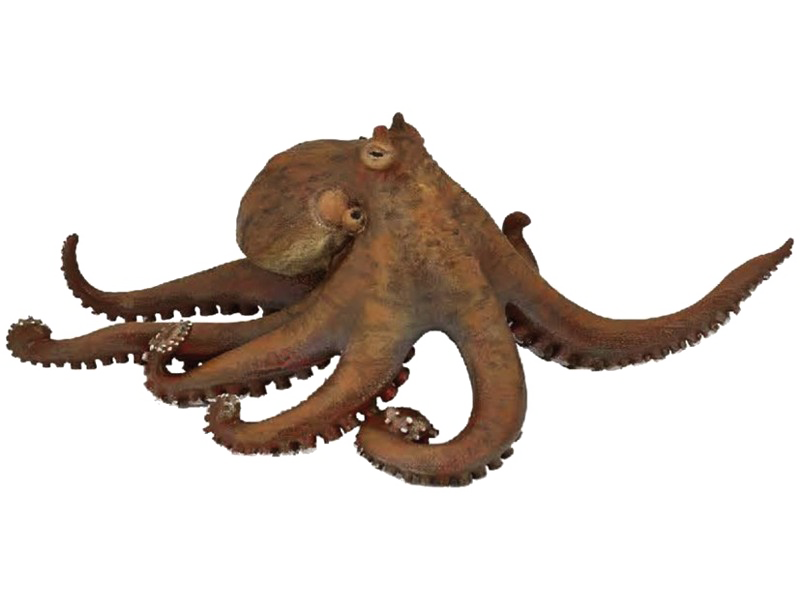Octopus PNG Transparent Picture
