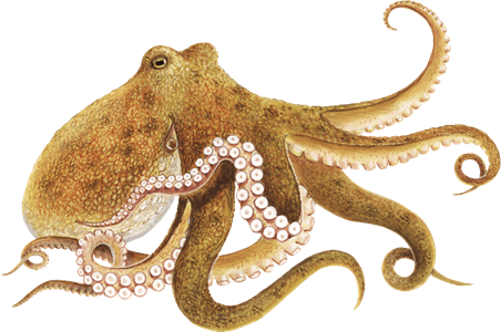 Octopus PNG Transparent