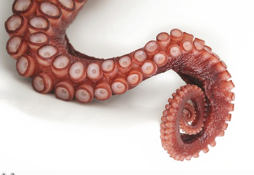 Arquivo PNG Tentacles Octopus