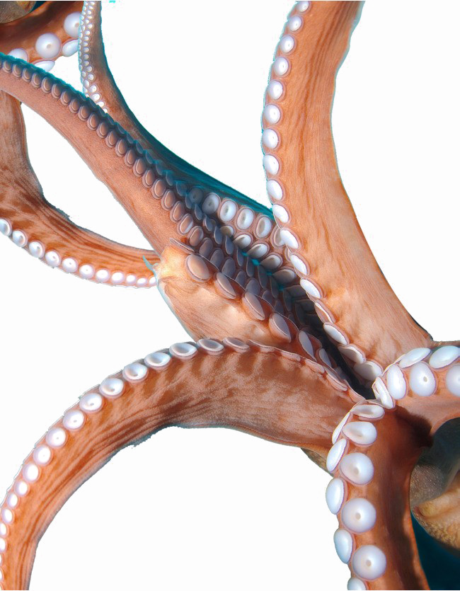 Octopus Tentacles PNG Image