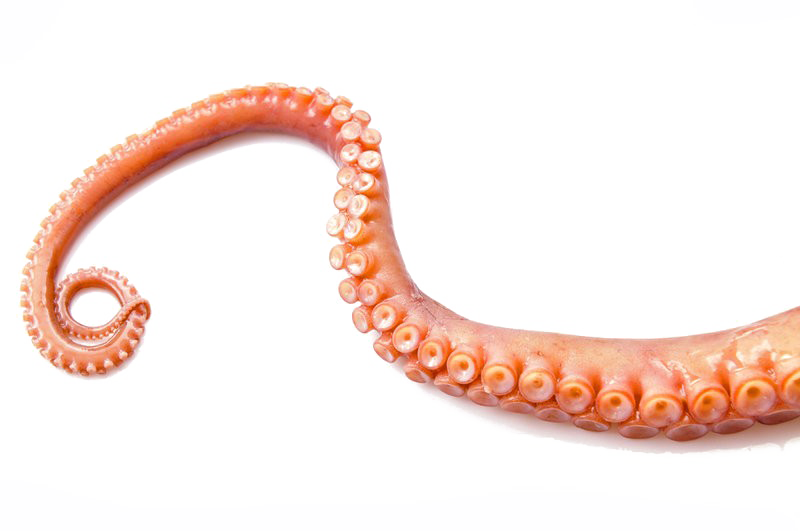 Polvo tentáculos PNG imagem transparente