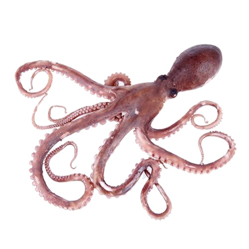 Octopus Toy PNG Clipart