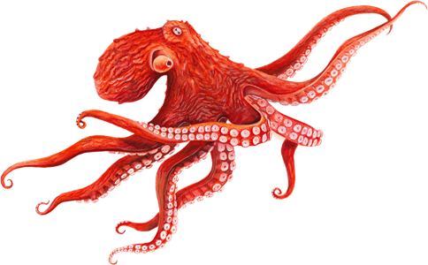 Octopus Transparent Background