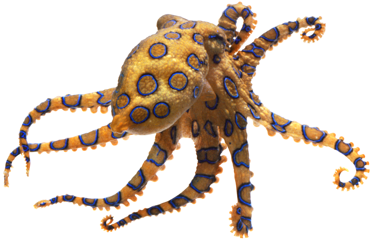 Octopus Transparent PNG