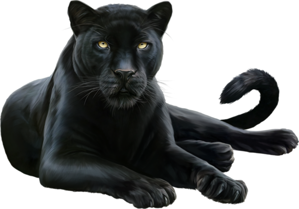Panther PNG HD