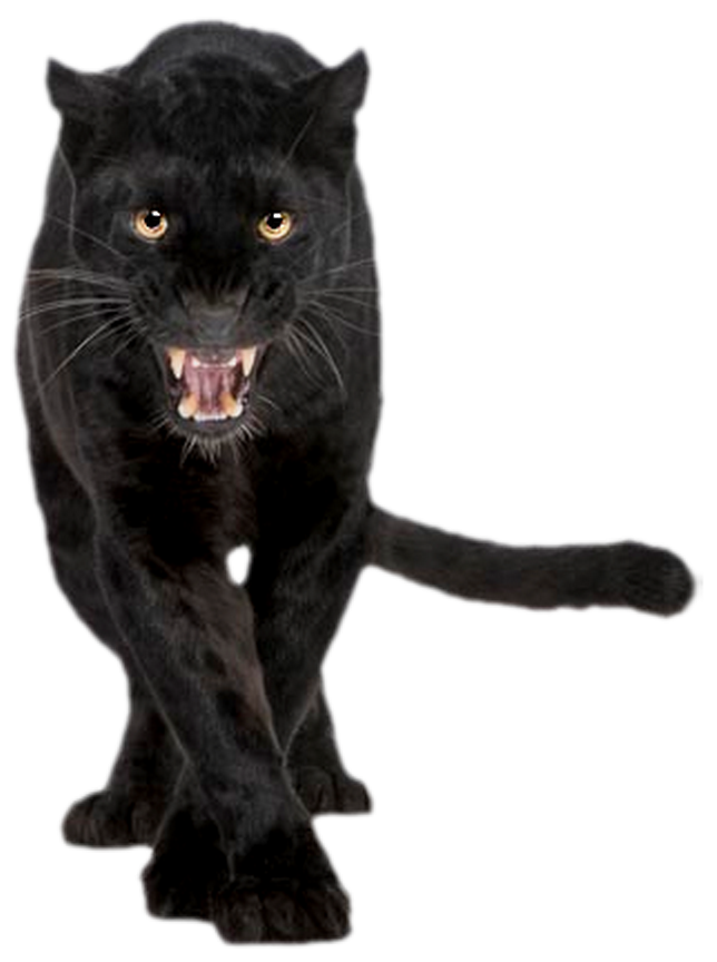 Panther Transparent PNG