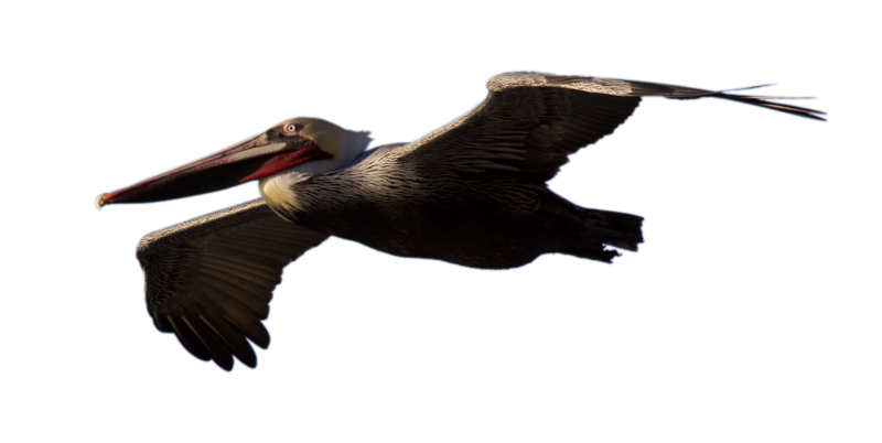 Pelican PNG Background Image