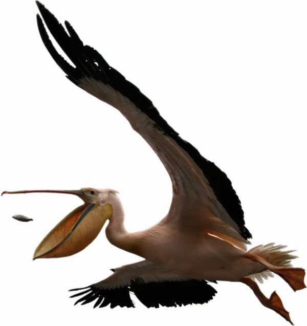Pelican PNG Clipart