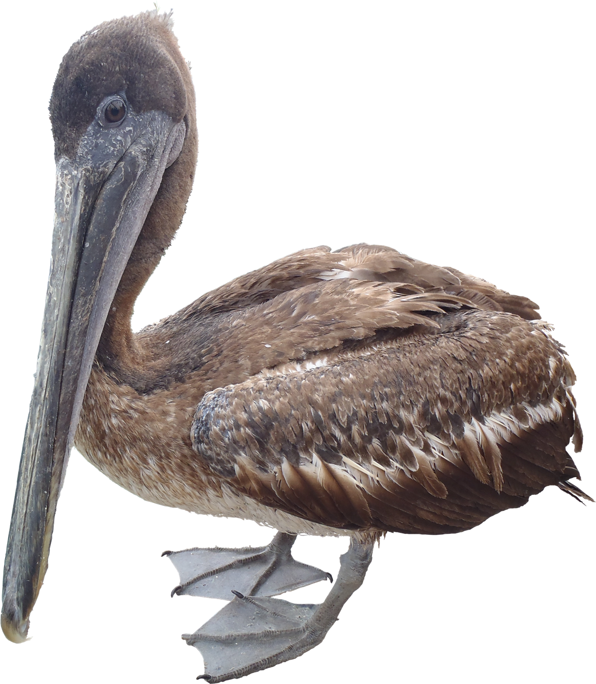 Pelican PNG Free Download