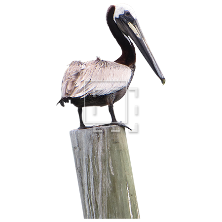 Pelican PNG Pic