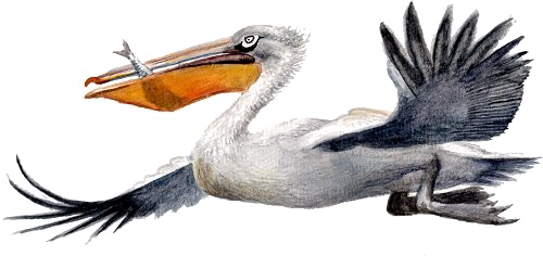 Pelican PNG Picture