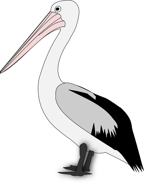 Pelican PNG Transparent