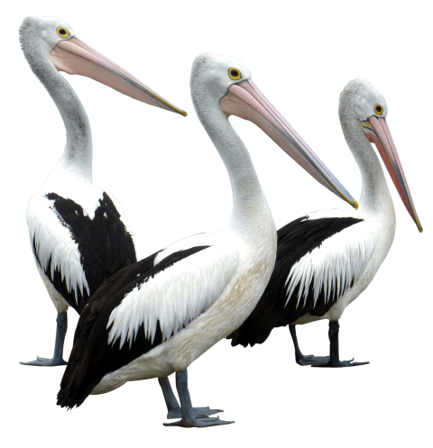Pelican Transparent Images PNG