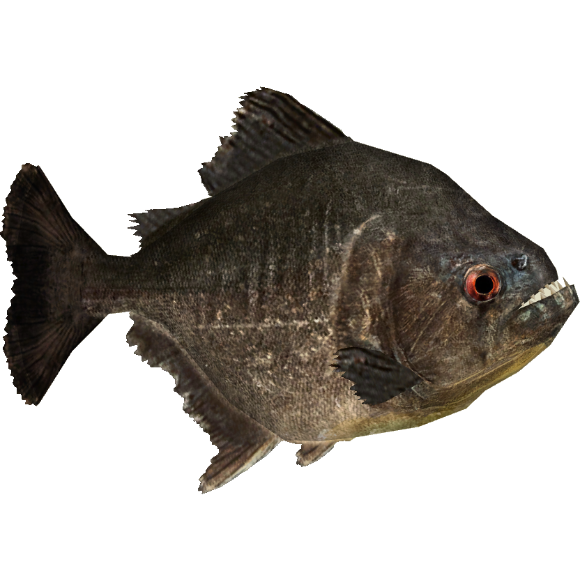 Piranha PNG Picture