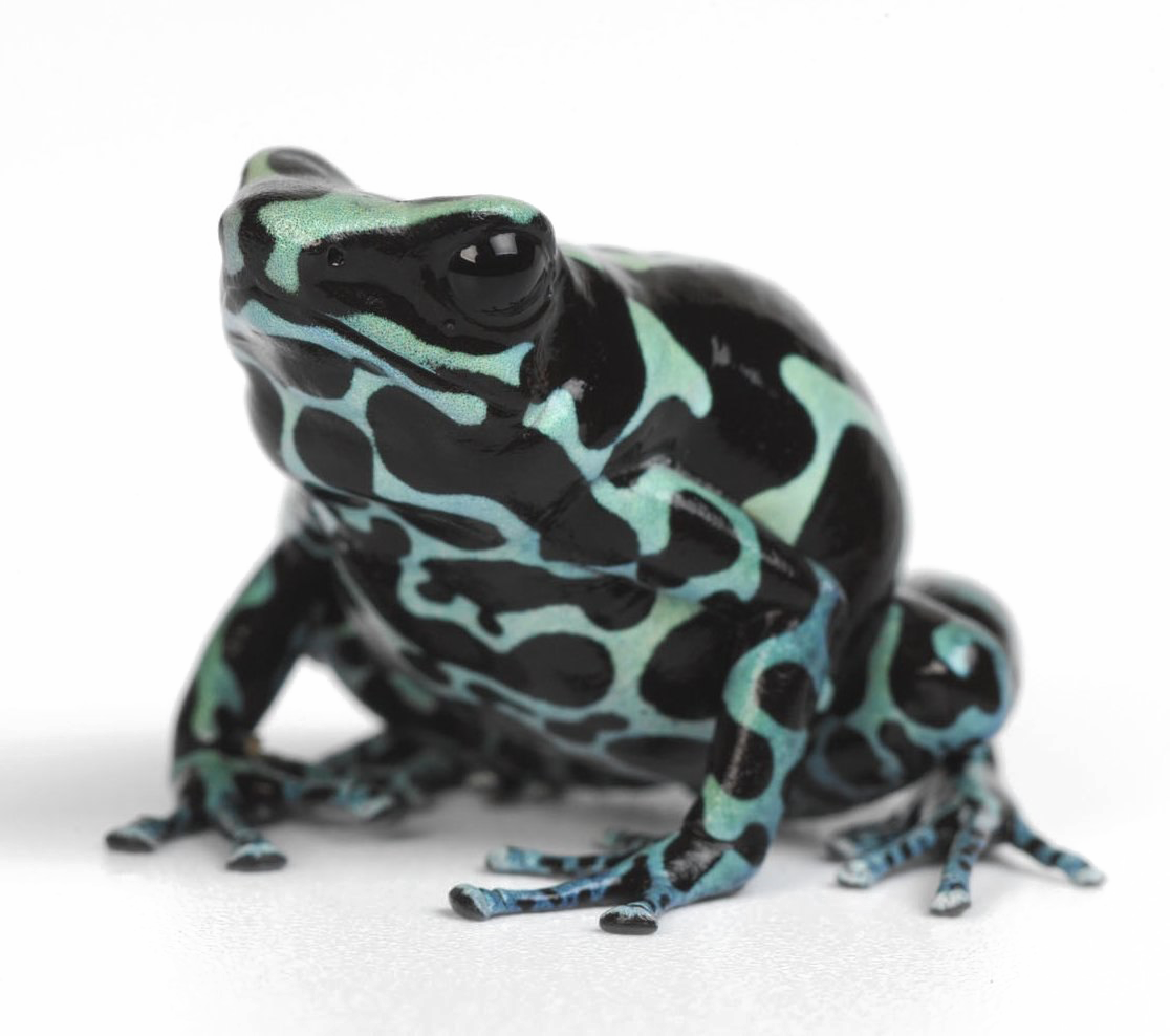 Poison Dart Frog PNG achtergrondafbeelding