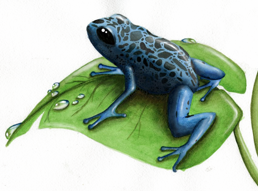 Gift DART FROG PNG Clipart