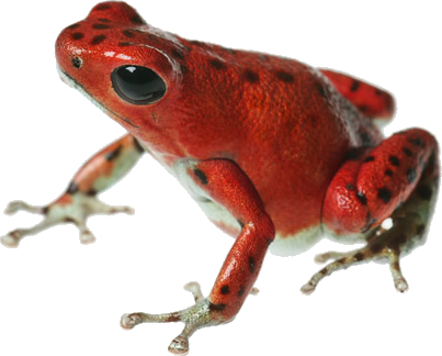 Poison Dart Frog PNG-bestand