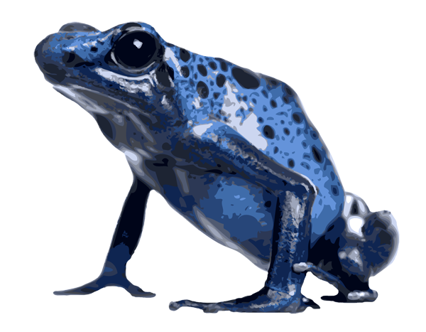 Poison Dart Frog PNG-afbeelding