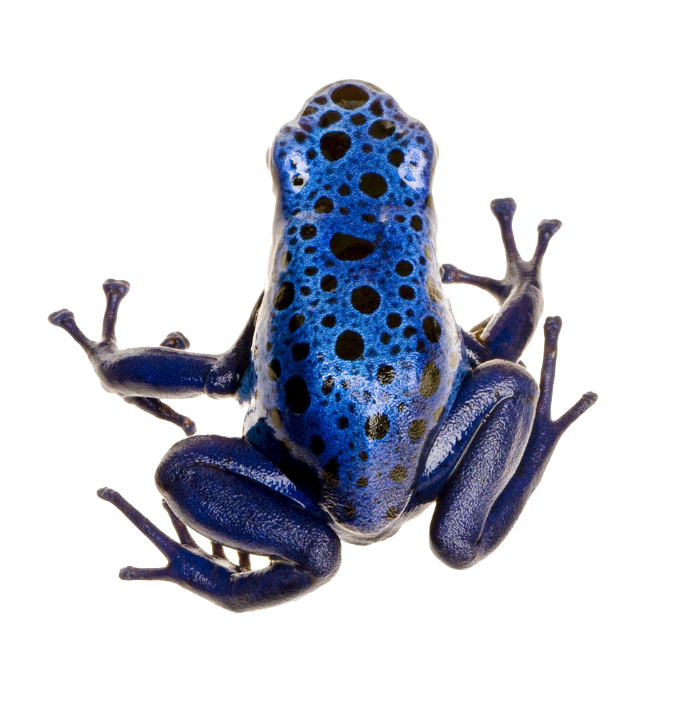 Poison Dart Frog PNG Photo
