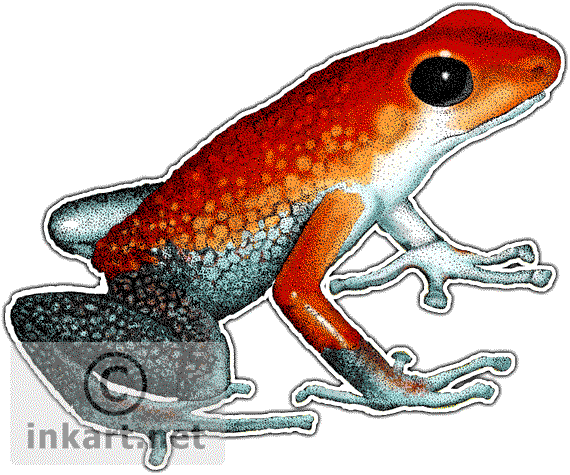 Poison Dart Frog PNG Picture