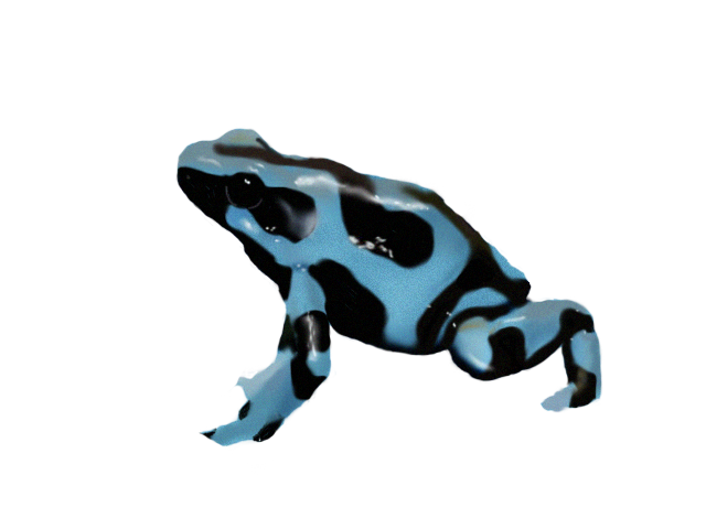 Poison Dart Frog PNG transparant Picture