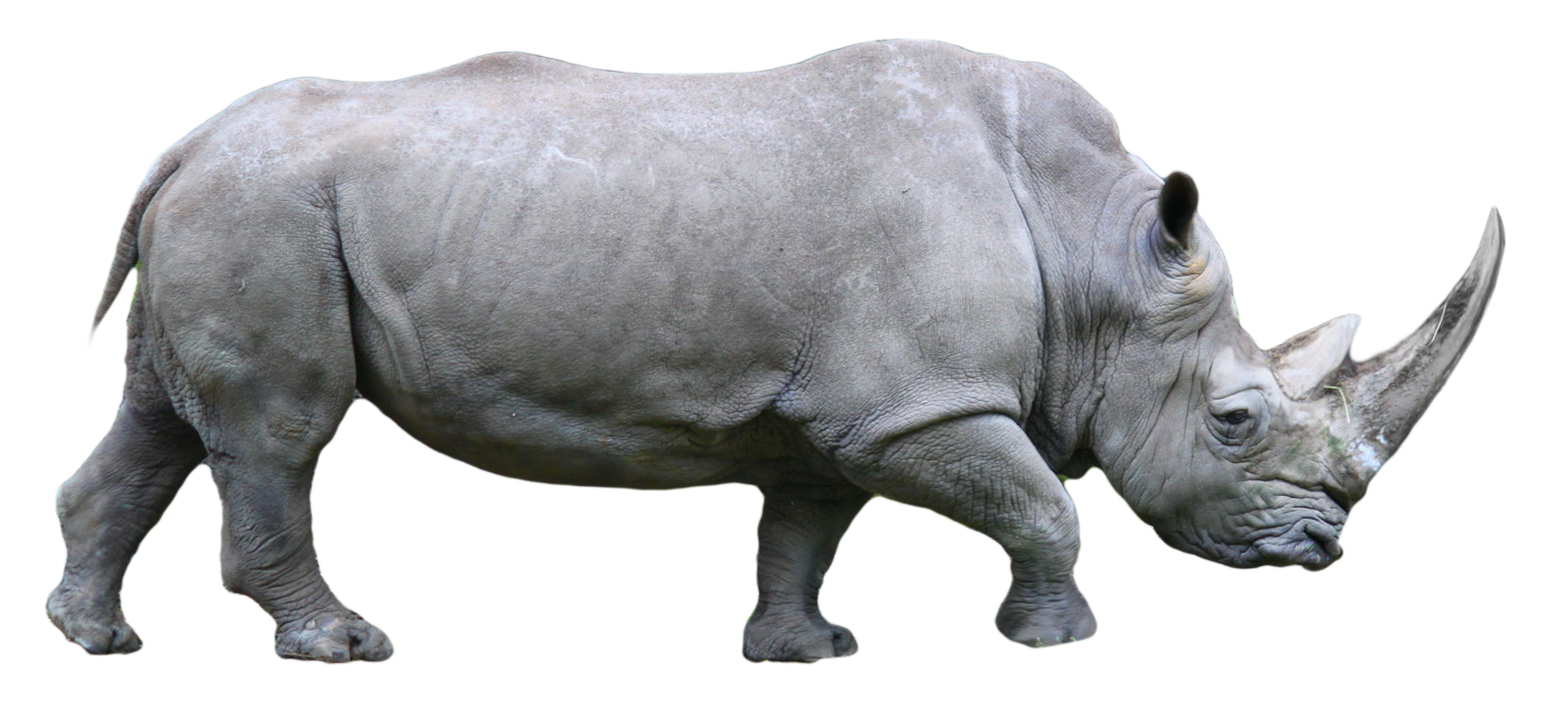 Rhino PNG File