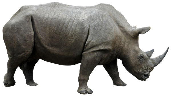 Rhino PNG HD