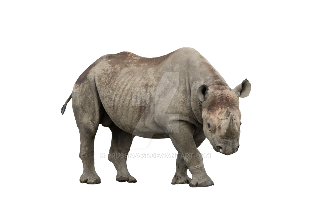 Rhino PNG Image
