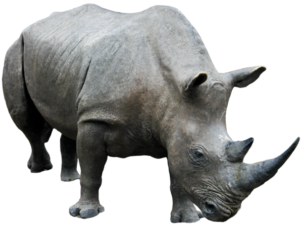 Rhino PNG Transparent Image