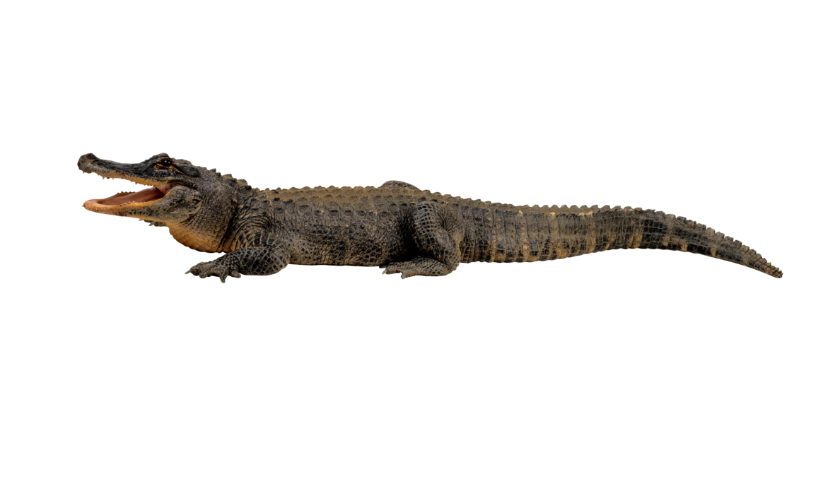 Saltwater Crocodile PNG Clipart