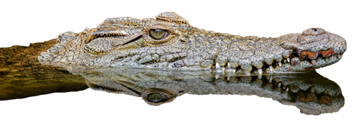Saltwater Crocodile PNG File