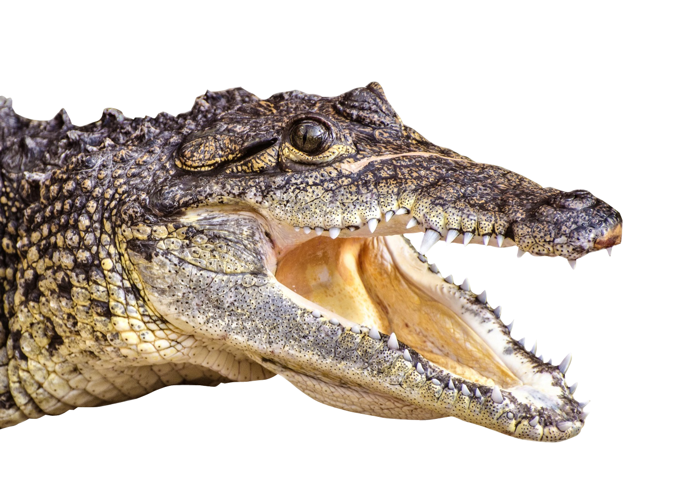 Saltwater Crocodile PNG HD