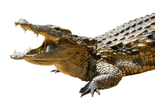 Saltwater Crocodile PNG Pic